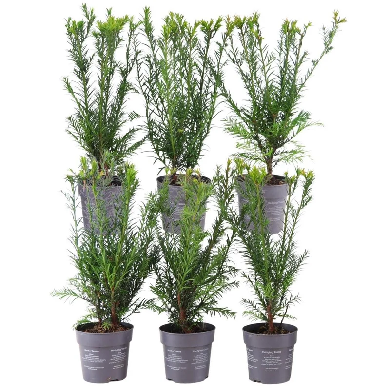 1 meter Venijnboom haag - Taxus media Groenland - Set van 6 haagplanten - Groenblijvende haag