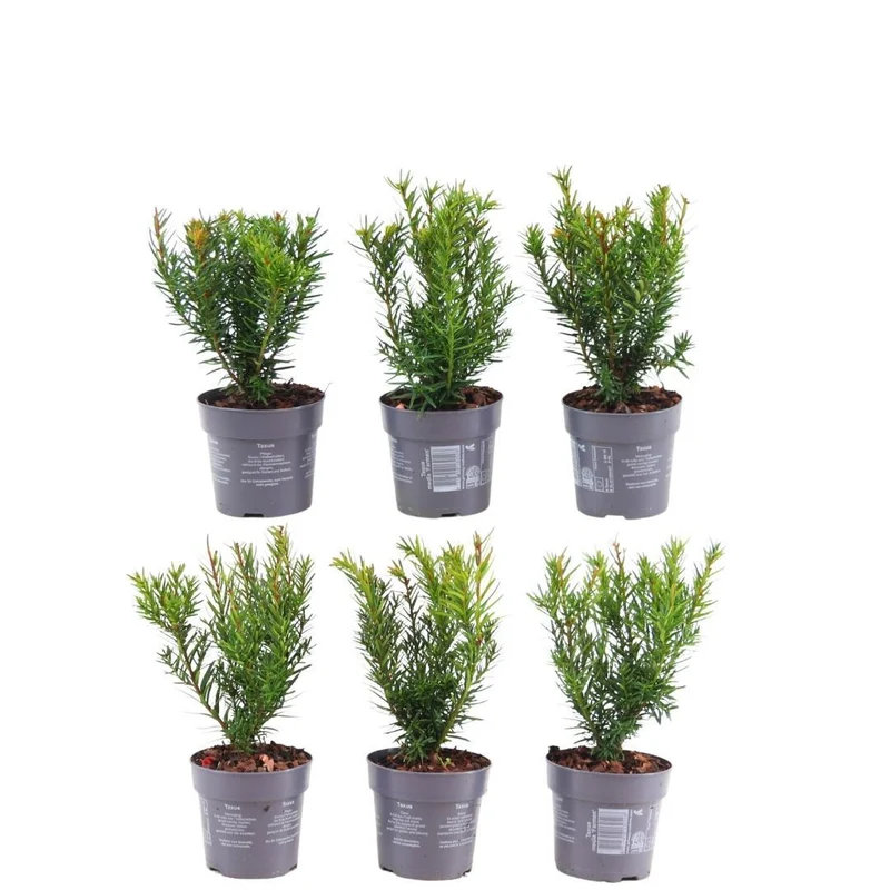 1 meter Venijnboom haag - Taxus media Farmen - Set van 6 haagplanten - Groenblijvende haag