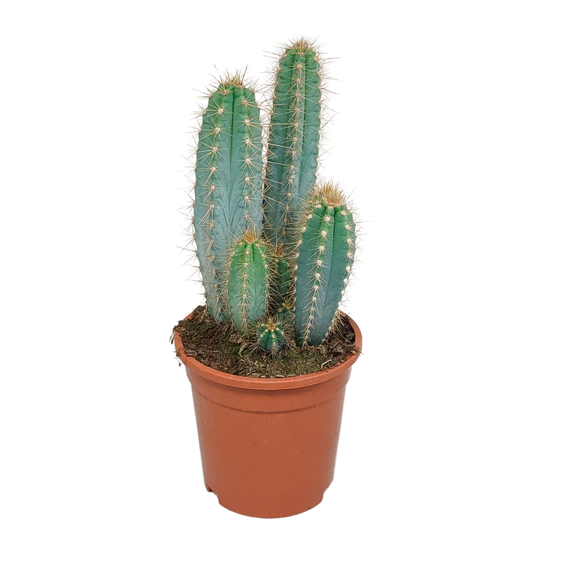 Pilosocereus azureus
