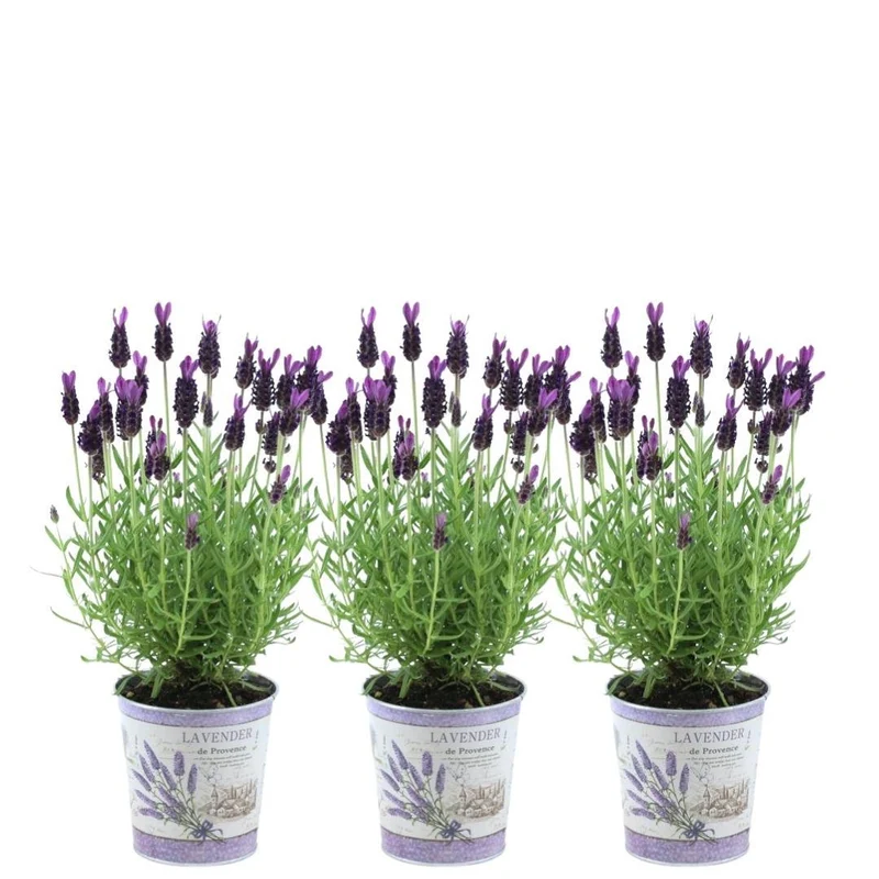 Lavandula stoechas Anouk® in 'Lavendelprint' sierpot