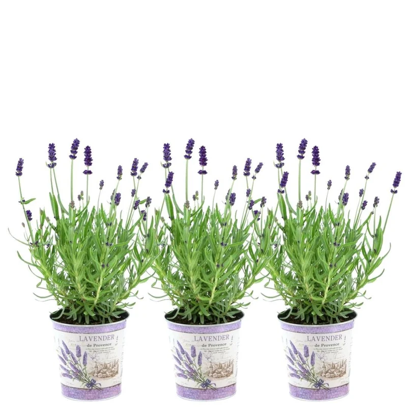 Lavandula angustifolia Felice® in 'Lavendelprint' sierpot