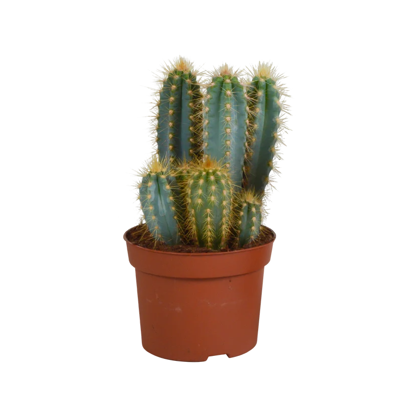 Pilosocereus azureus
