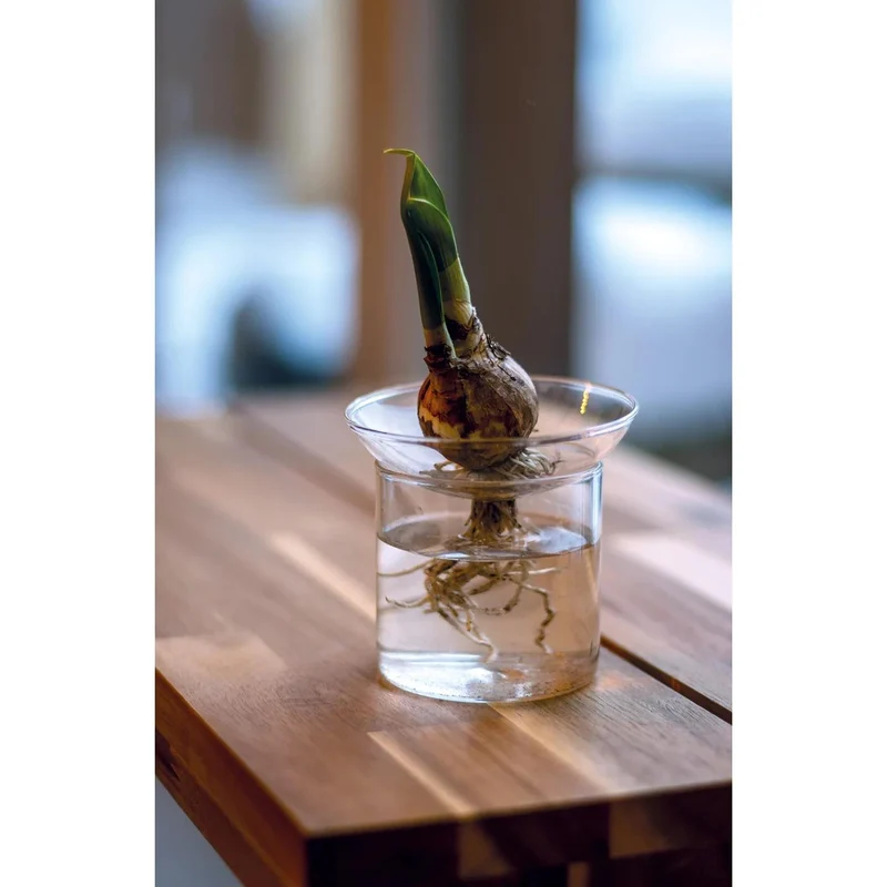 Propagation vase M