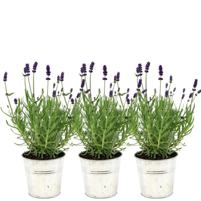 Lavandula angustifolia Felice® in 'Old Look' sierpot