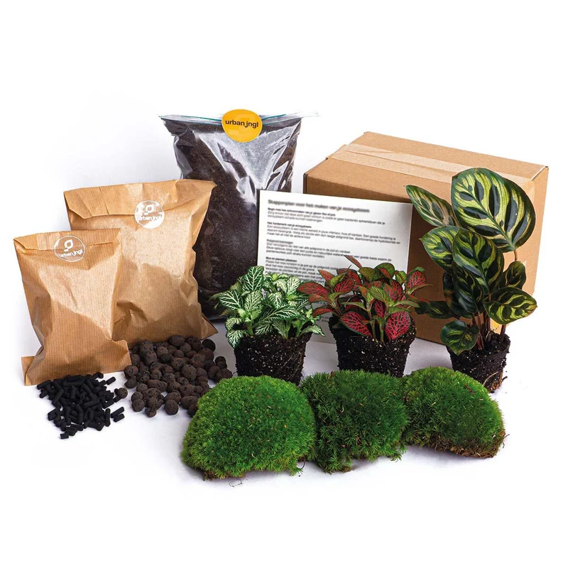 Planten terrarium navulling & startpakket - Calathea Makoyana