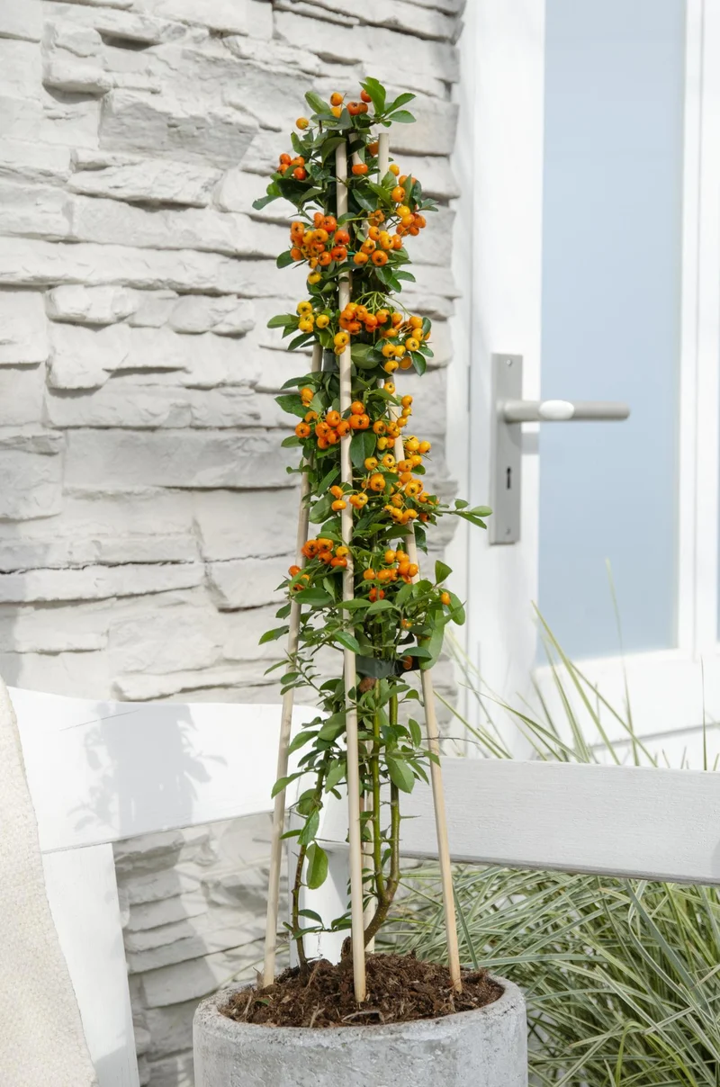 Pyracantha 'Orange Glow'