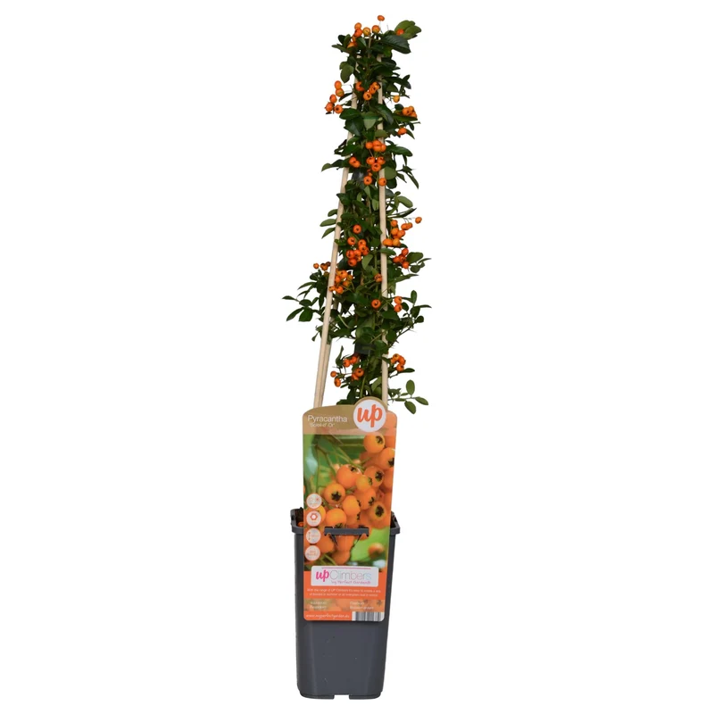 Pyracantha 'Soleil dOr'