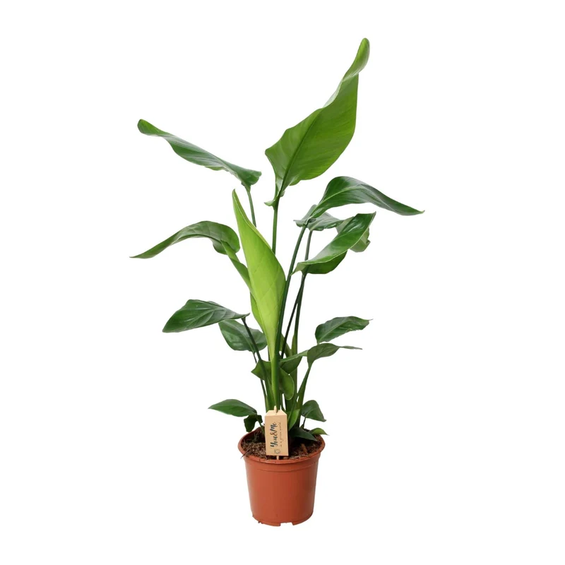 Aanbieding - Strelitzia Nicolai