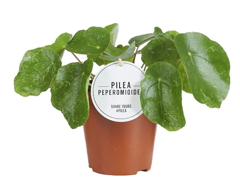 Pilea Sugar