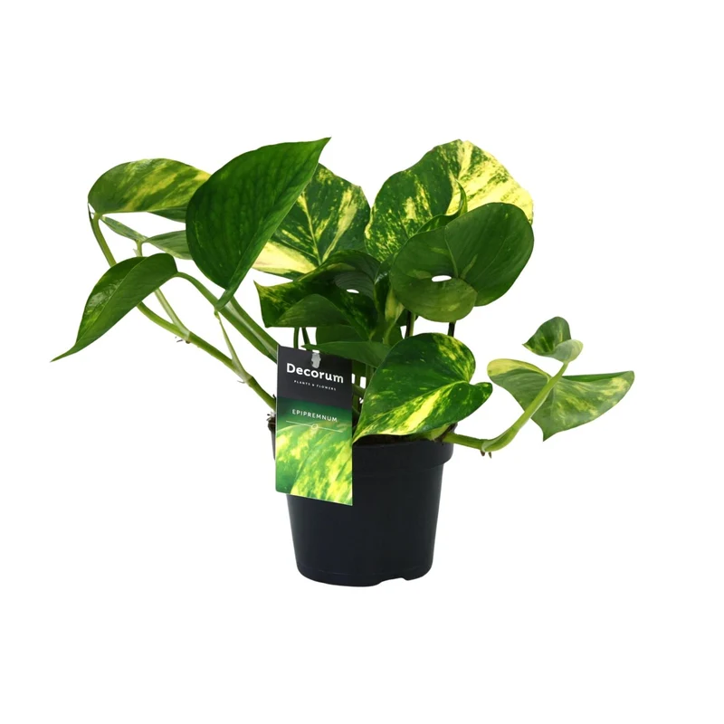 Aanbieding - Scindapsus (Epipremnum) Aureum