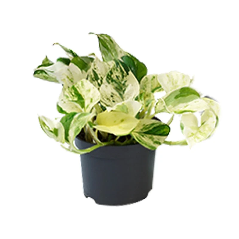 Aanbieding - Epipremnum Happy Leaf - Scindapsus