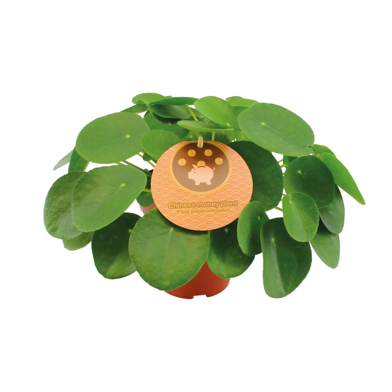 Pilea Peperomioides
