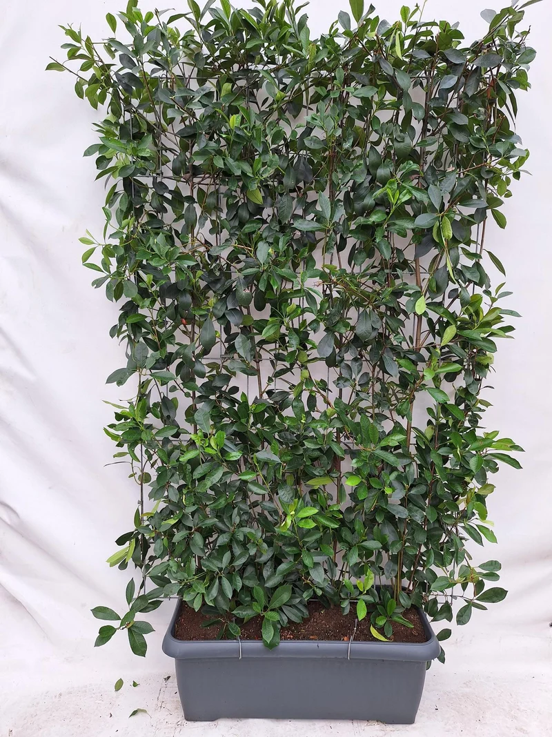 Photinia Fraseri 'Red Robin' - Glansmispel - Kant-en-Klaar Haag - 120 x