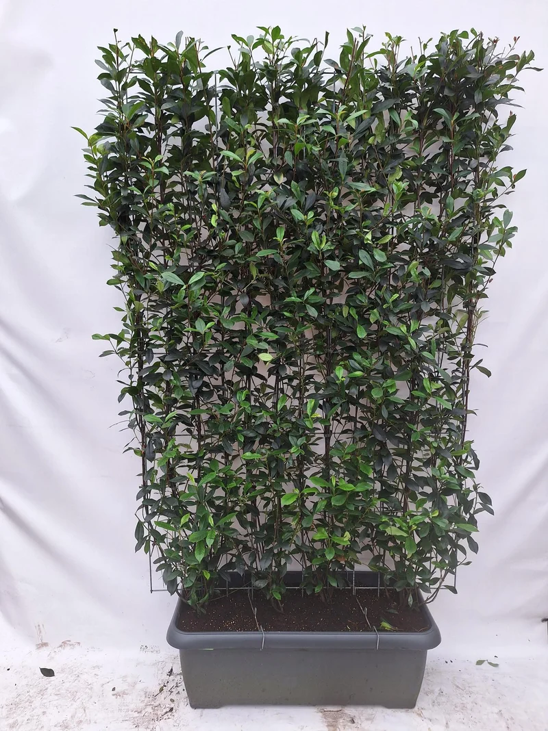 Photinia fraseri 'Carré Rouge' - Kant-en-Klaar Haag - 120 x