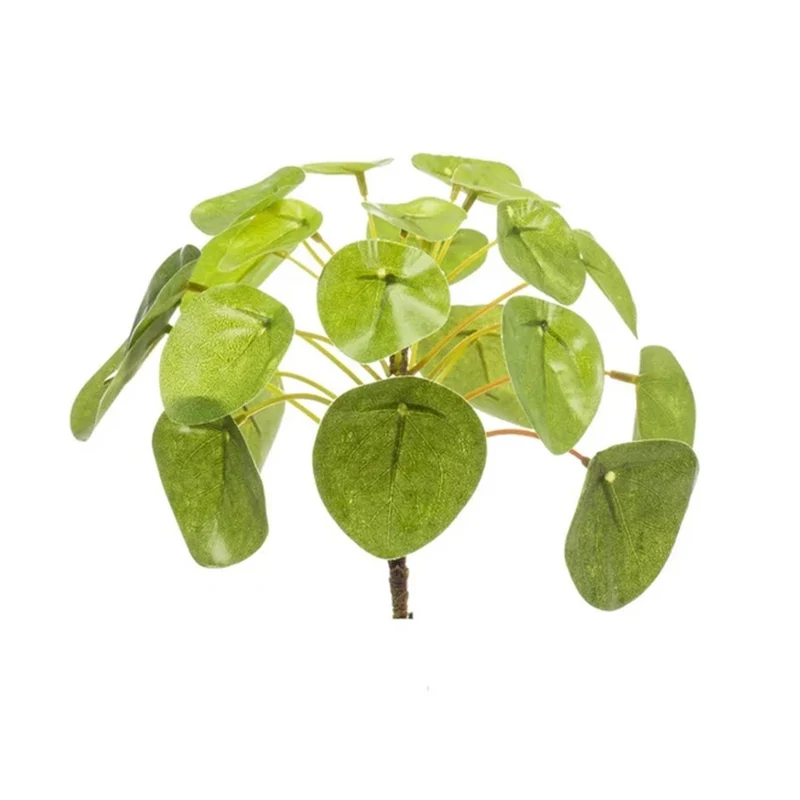 Pilea mini bush