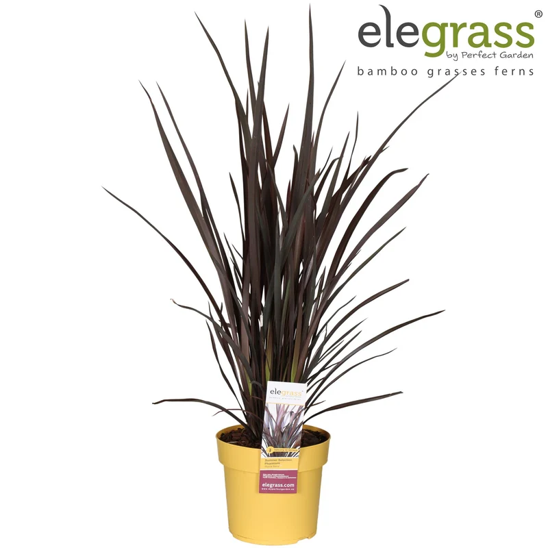 Phormium Rubra Nana
