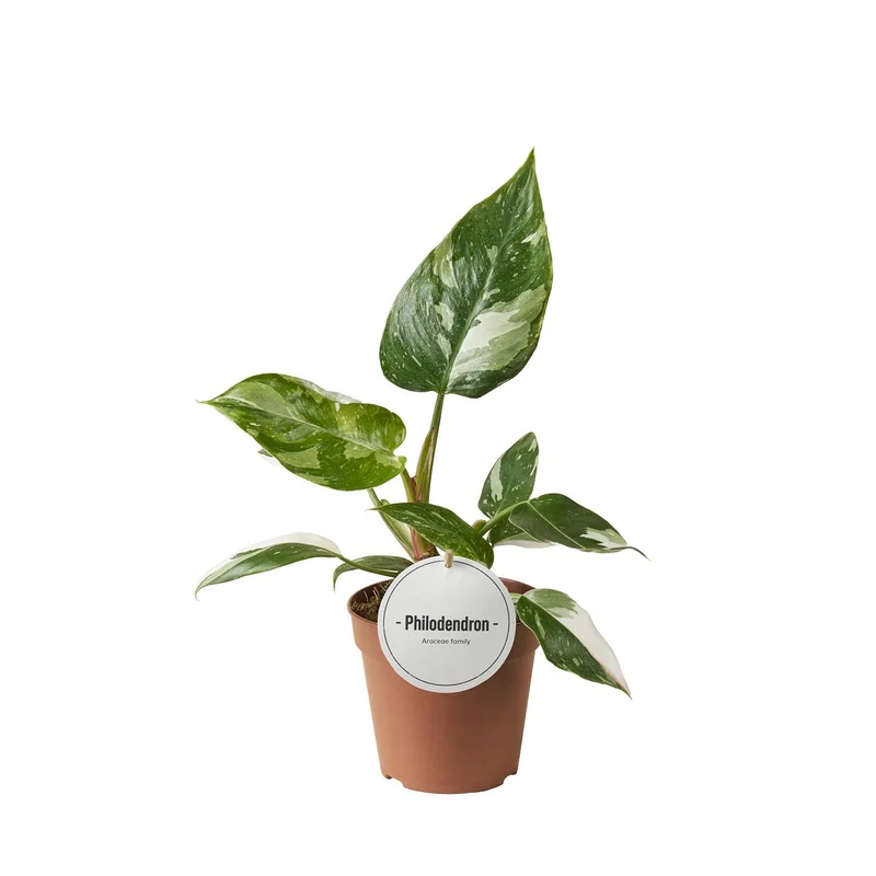Philodendron White Princess