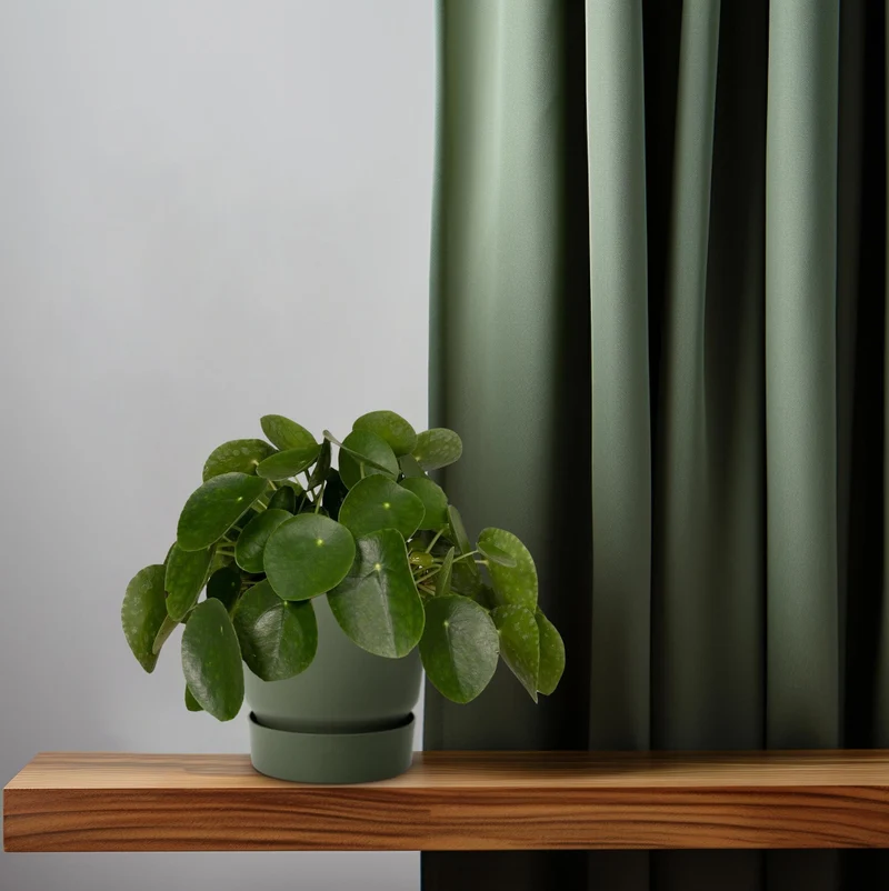 Pilea Peperomiodes - Pannekoekenplant