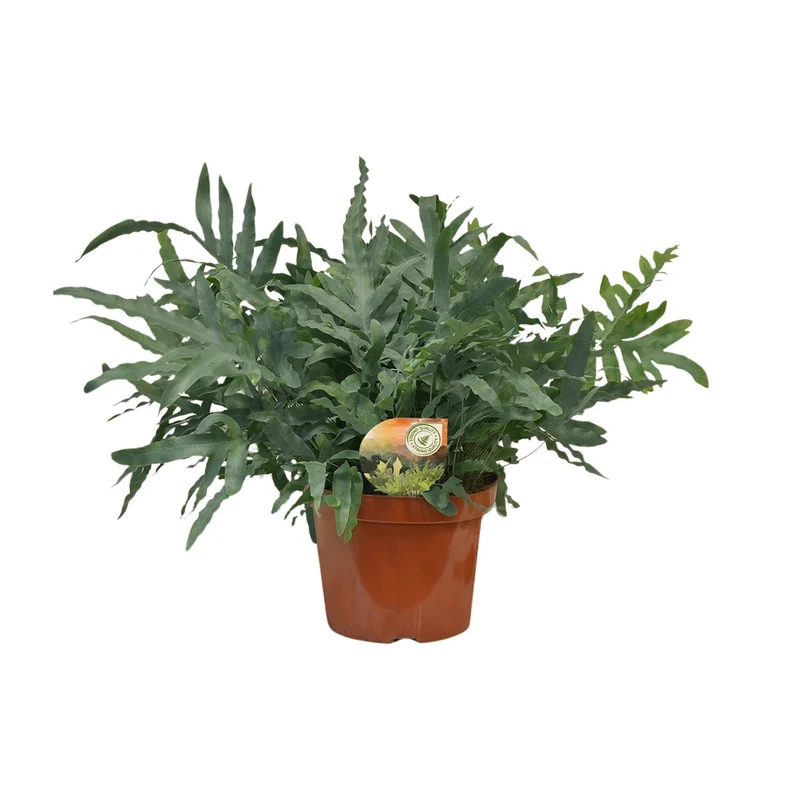 Phlebodium Blue Star
