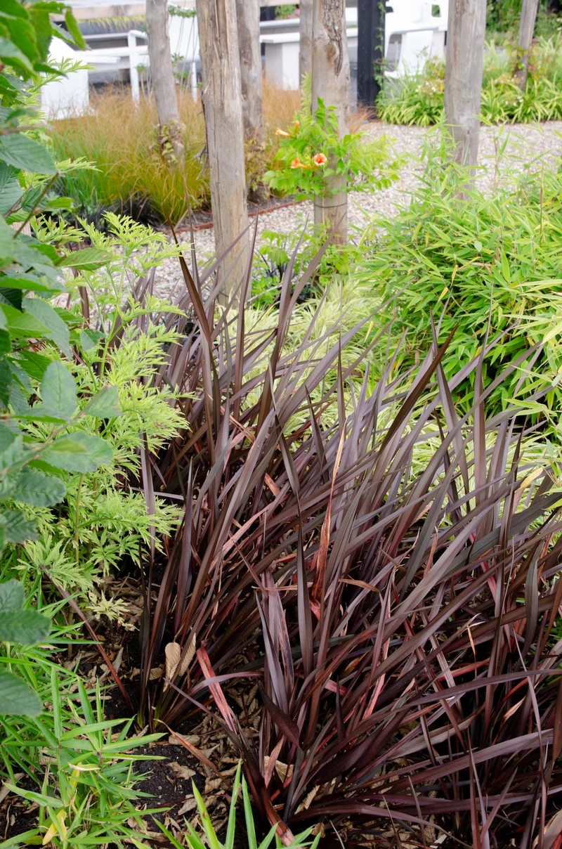 Phormium 'Rubra Nana'