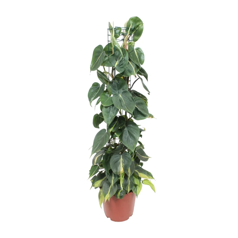 Philodendron Scandens Brasil