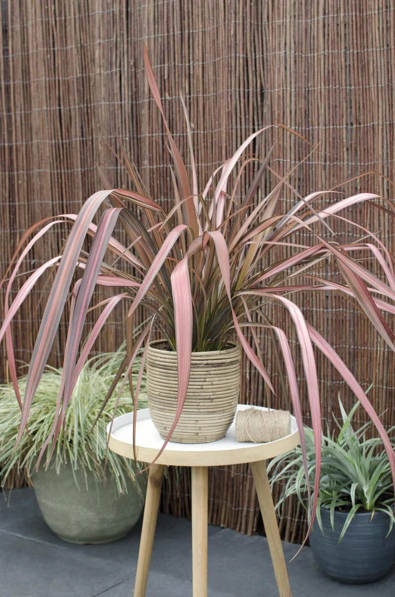 Phormium 'Pink Flamingo'