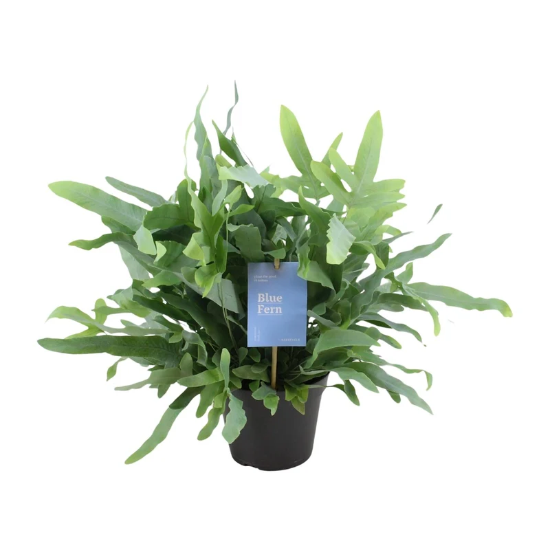 Phlebodium Blue Fern