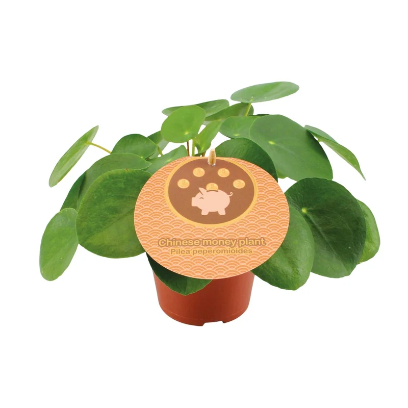 Pilea Peperomioides