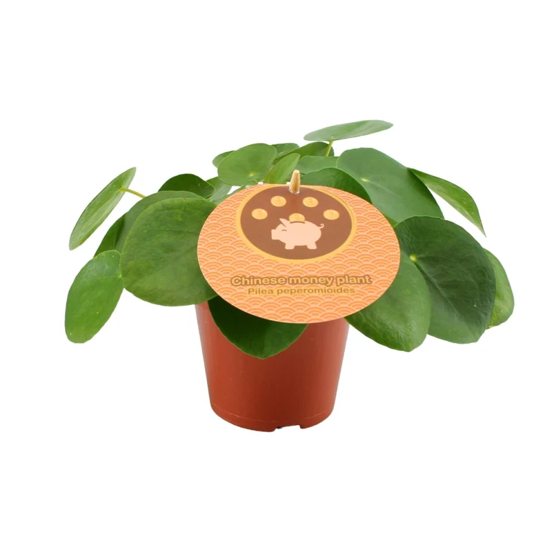 Pilea Peperomioides