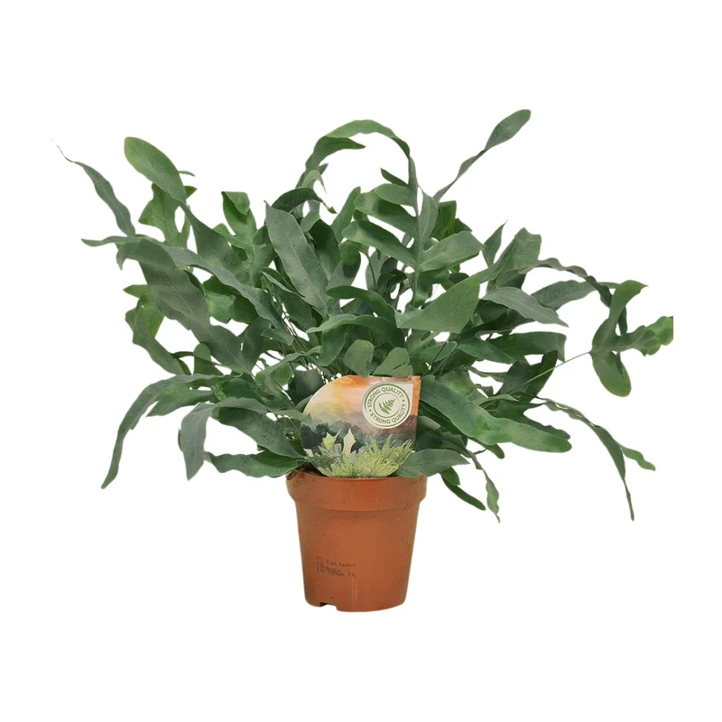 Phlebodium Blue Star