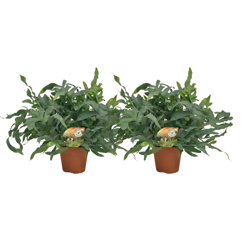 Phlebodium Blue Star - 2 stuks