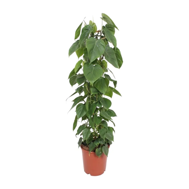 Philodendron Scandens