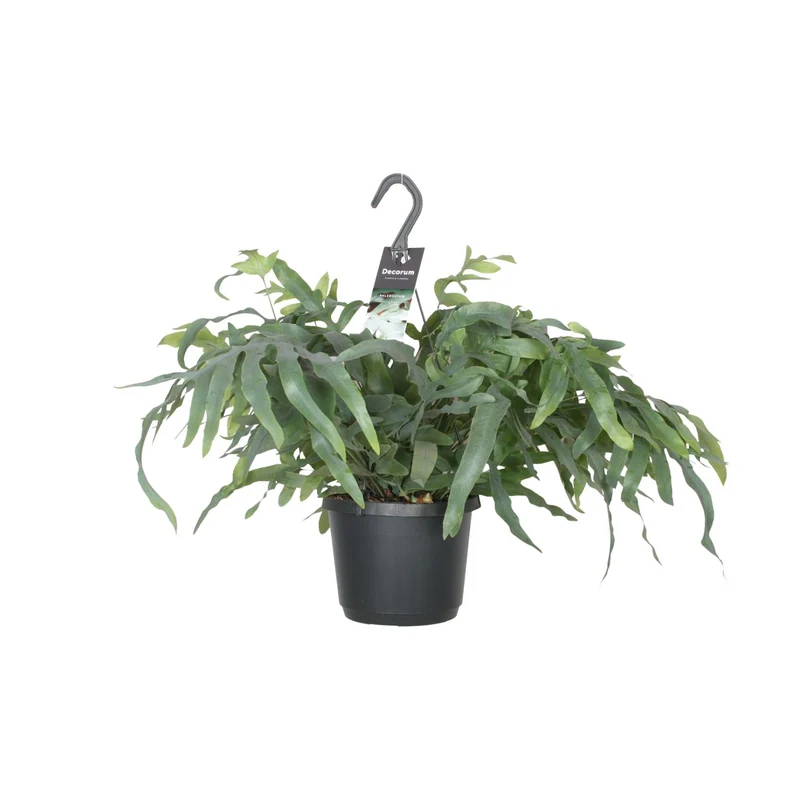 Phlebodium Aureum Blue Star