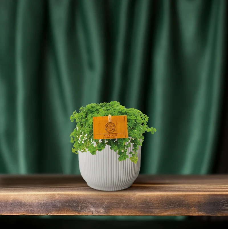 Pilea Depressa