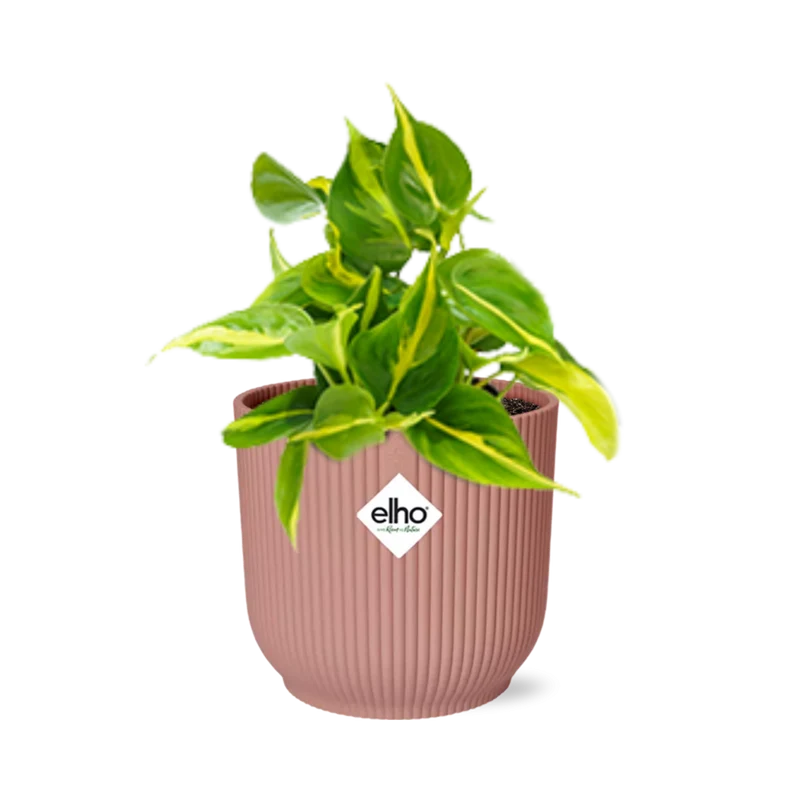 Philodendron Scandens ‘Brasil’ in ELHO Vibes Fold 14cm roze