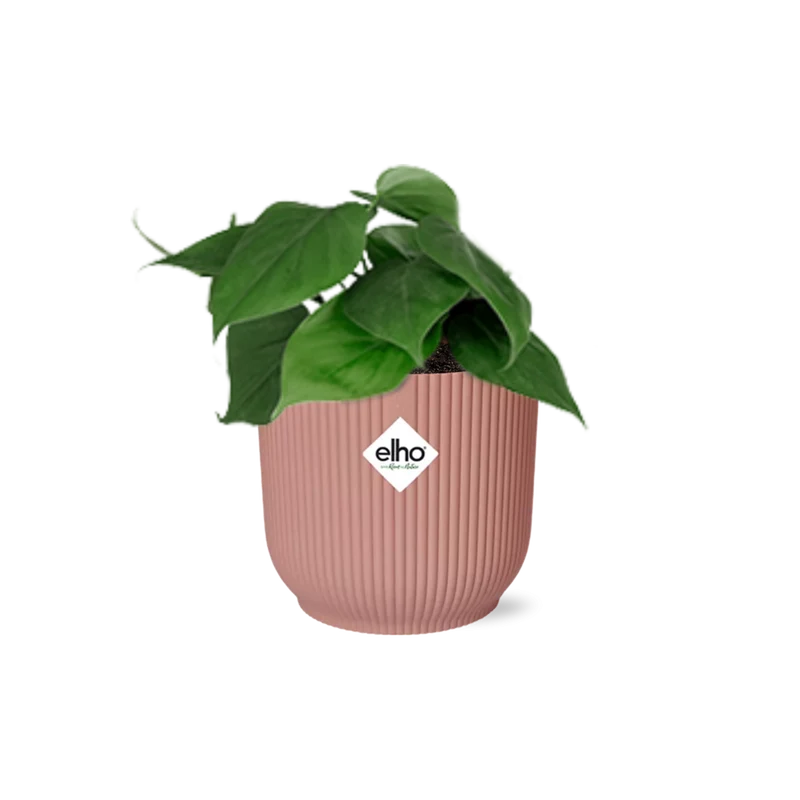 Philodendron Scandens in ELHO Vibes Fold 14cm roze