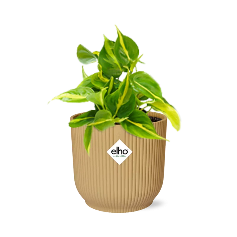 Philodendron Scandens ‘Brasil’ in ELHO Vibes Fold 14cm geel