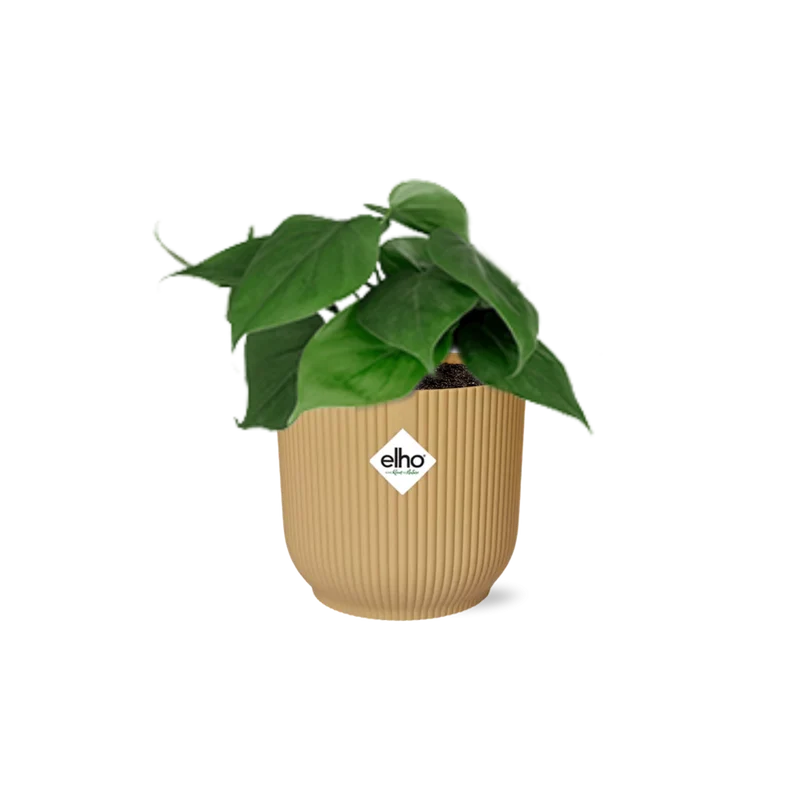 Philodendron Scandens in ELHO Vibes Fold 14cm geel