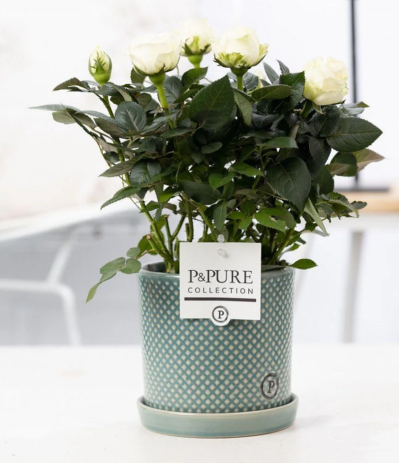 Rosa White In P&PURE Lauren Ceramics