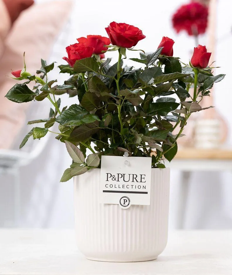 Rosa Red In P&PURE Sophie Ceramics White