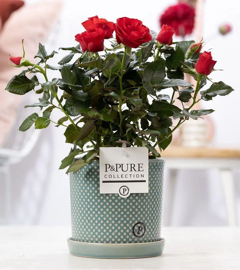 Rosa Red In P&PURE Lauren Ceramics