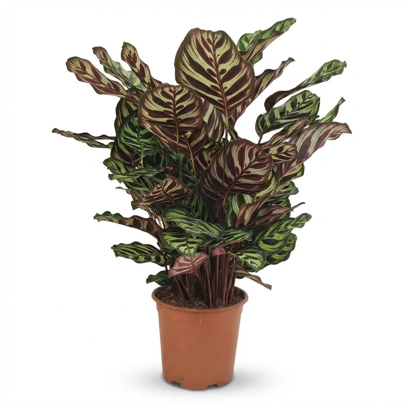Pauwenplant (Calathea Makoyana)