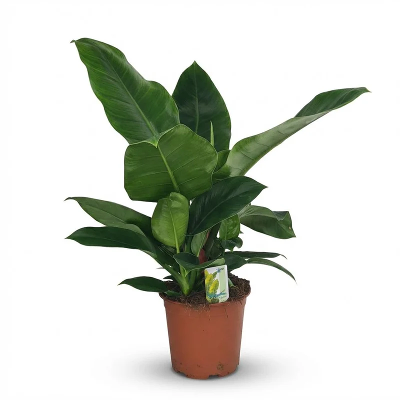 Philodendron Imperial Green