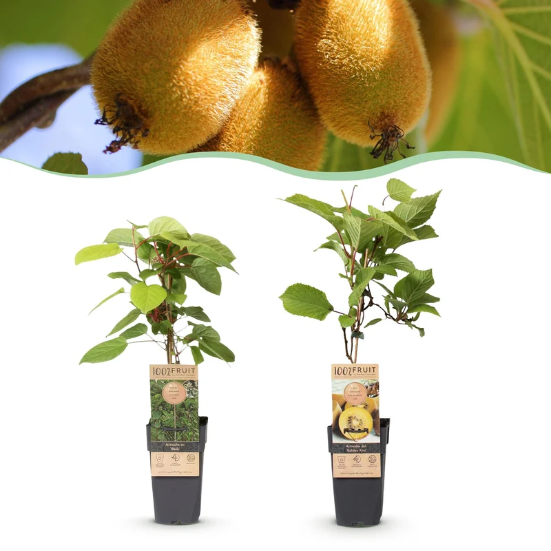 Kiwiplant Weiki & Golden Kiwi