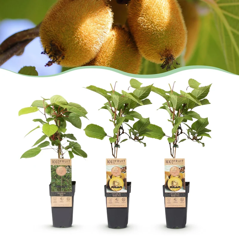 Kiwiplant Weiki & Golden Kiwi