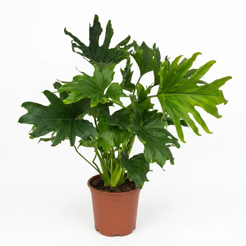 Philodendron Lickety Split