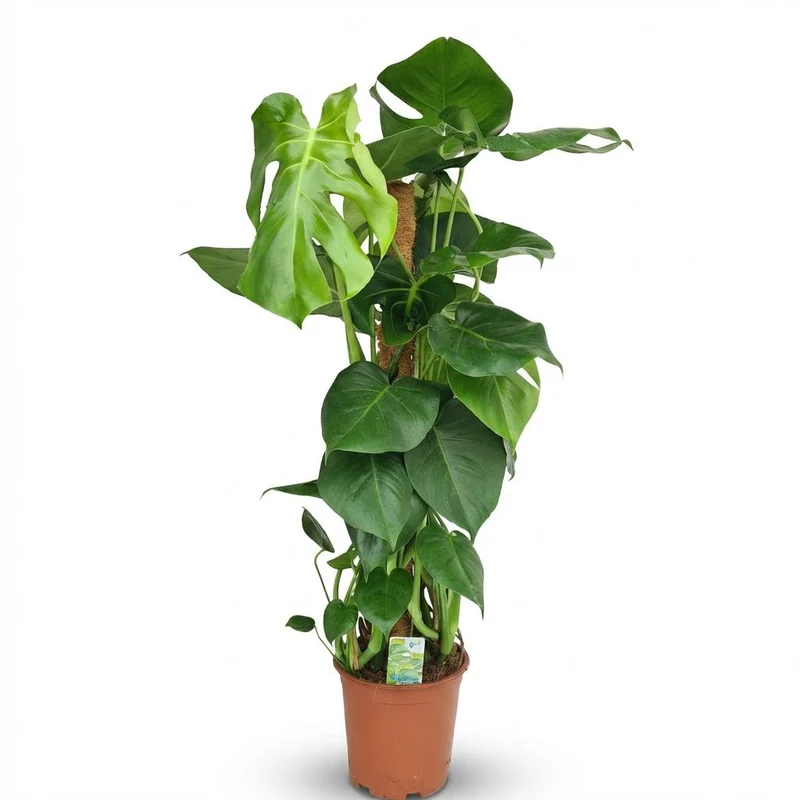 Gatenplant