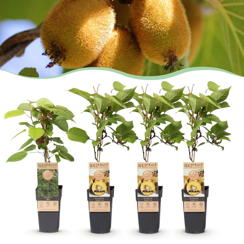 Kiwiplant Weiki & Golden Kiwi, fruitgewas voor de tuin