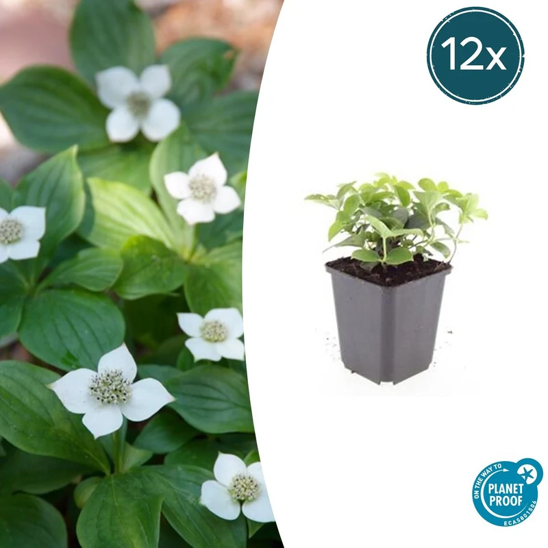 12x Cornus canadensis