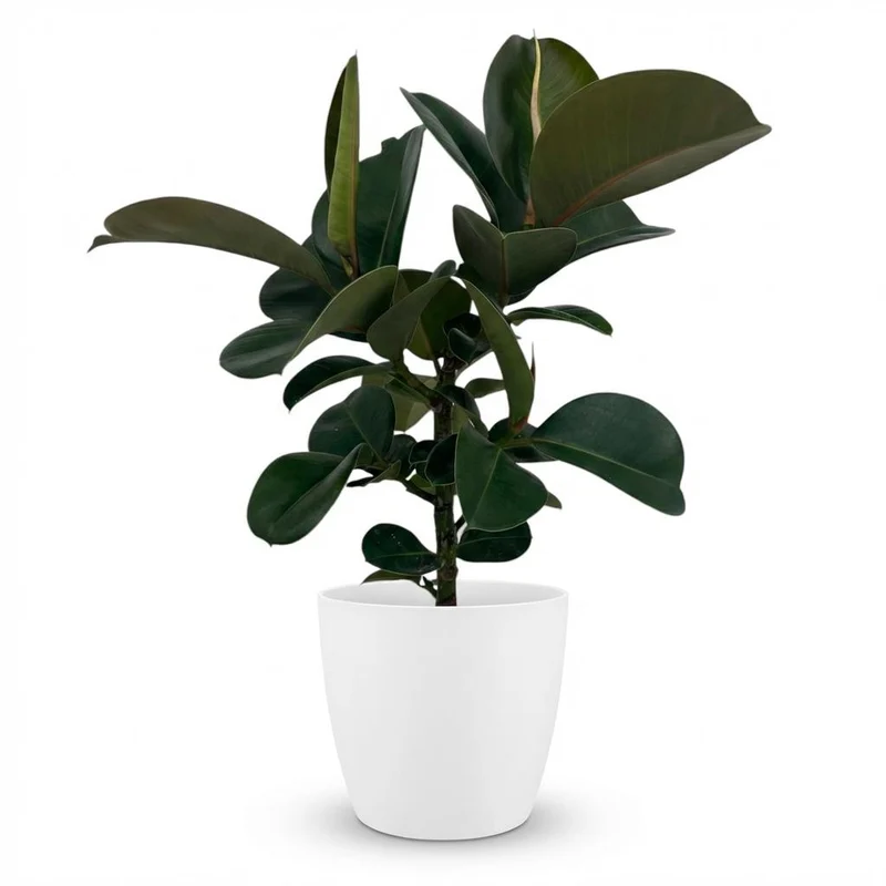 Rubberplant (Ficus Elastica Cloe)